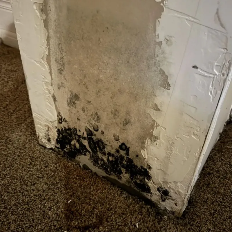 Professional Mold Removal in Oldsmar, FL